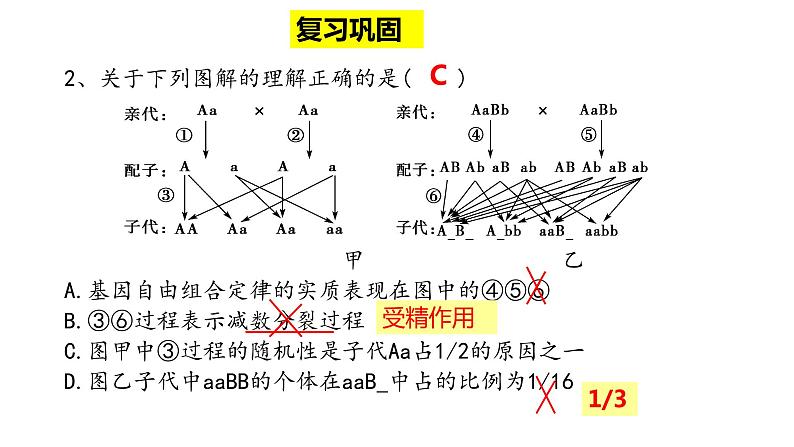1.2 自由组合定律的应用与解题策略 课件【新教材】2020-2021学年高一生物人教版(2019)必修二第3页
