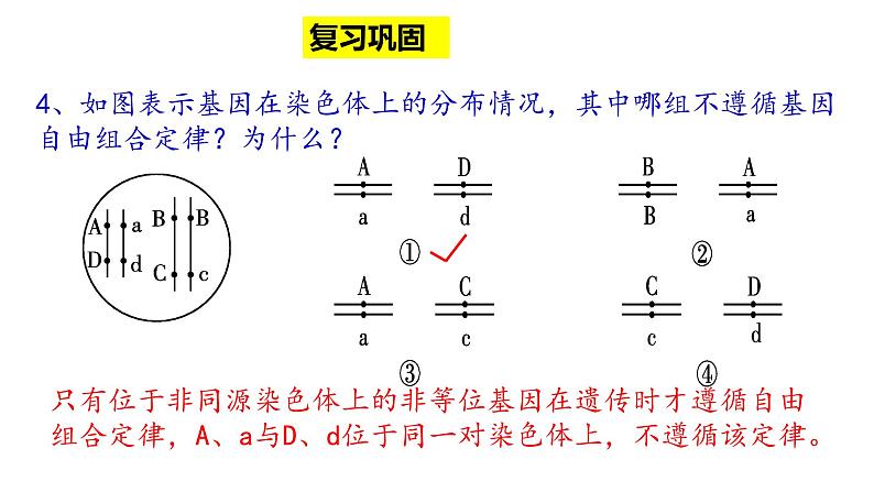 1.2 自由组合定律的应用与解题策略 课件【新教材】2020-2021学年高一生物人教版(2019)必修二第5页