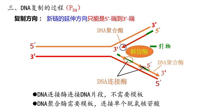 3.3 DNA复制 遗传与变异 课件【新教材】2020-2021学年高一生物人教版(2019)必修二06