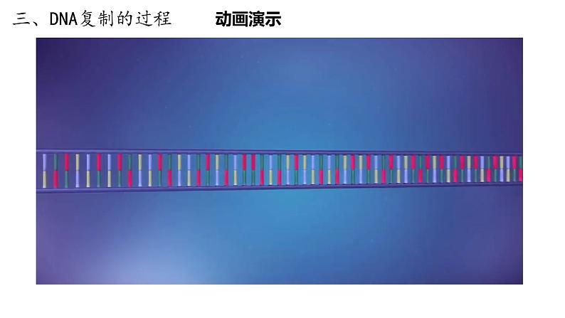 3.3 DNA复制 遗传与变异 课件【新教材】2020-2021学年高一生物人教版(2019)必修二07
