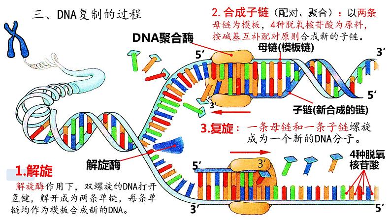 3.3 DNA复制 遗传与变异 课件【新教材】2020-2021学年高一生物人教版(2019)必修二08