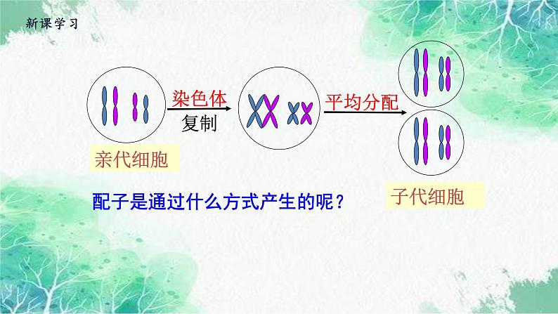 2022年新教材高中生物人教版(2019)必修二2.1 减数分裂和受精作用 课件第4页