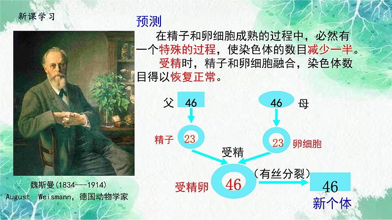 2022年新教材高中生物人教版(2019)必修二2.1 减数分裂和受精作用 课件第5页