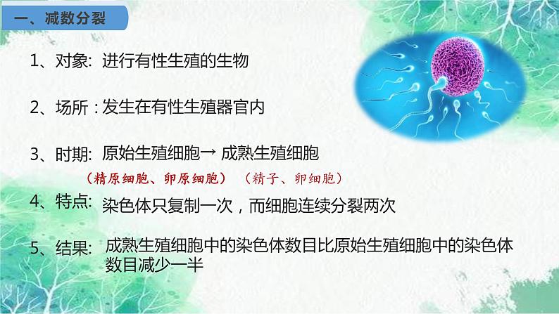 2022年新教材高中生物人教版(2019)必修二2.1 减数分裂和受精作用 课件第6页