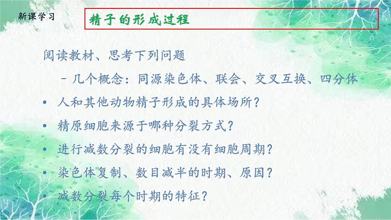 2022年新教材高中生物人教版(2019)必修二2.1 减数分裂和受精作用 课件第7页