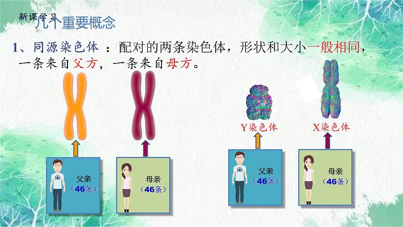 2022年新教材高中生物人教版(2019)必修二2.1 减数分裂和受精作用 课件第8页