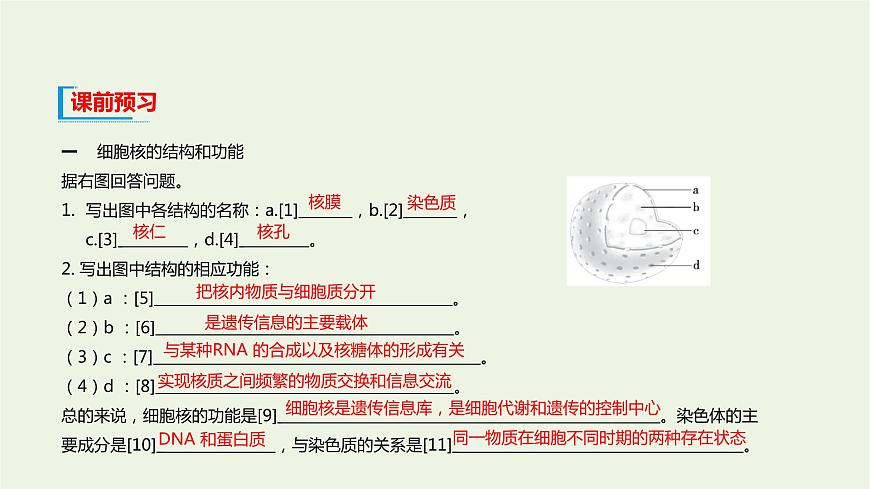 新人教版高中生物必修1第3章細(xì)胞的基本結(jié)構(gòu)第3節(jié)細(xì)胞核的結(jié)構(gòu)和功能課件第4頁