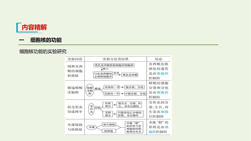 新人教版高中生物必修1第3章細(xì)胞的基本結(jié)構(gòu)第3節(jié)細(xì)胞核的結(jié)構(gòu)和功能課件第6頁