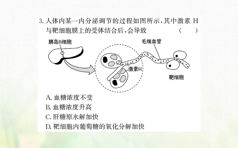 新人教版高中生物选择性必修1第3章体液调节阶段复习课课件06