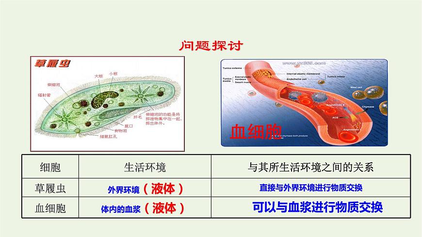 新人教版高中生物選擇性必修1第1章人體的內(nèi)環(huán)境與穩(wěn)態(tài)第1節(jié)細(xì)胞生活的環(huán)境課件第6頁