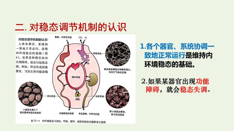 新人教版高中生物选择性必修1第1章人体的内环境与稳态第2节内环境的稳态课件06