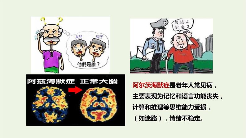 新人教版高中生物选择性必修1第2章神经调节第5节人脑的高级功能课件03