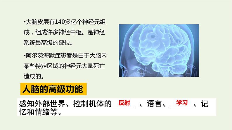 新人教版高中生物选择性必修1第2章神经调节第5节人脑的高级功能课件04