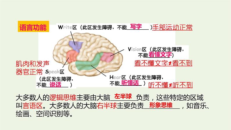 新人教版高中生物选择性必修1第2章神经调节第5节人脑的高级功能课件05