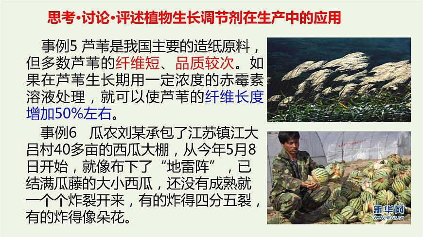 新人教版高中生物選擇性必修1第5章植物生命活動(dòng)的調(diào)節(jié)第3節(jié)植物生長(zhǎng)調(diào)節(jié)劑的應(yīng)用課件第8頁(yè)