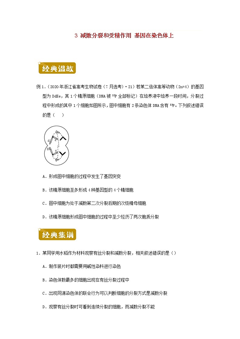 新教材高一生物下学期暑假训练3减数分裂和受精作用基因在染色体上含答案01