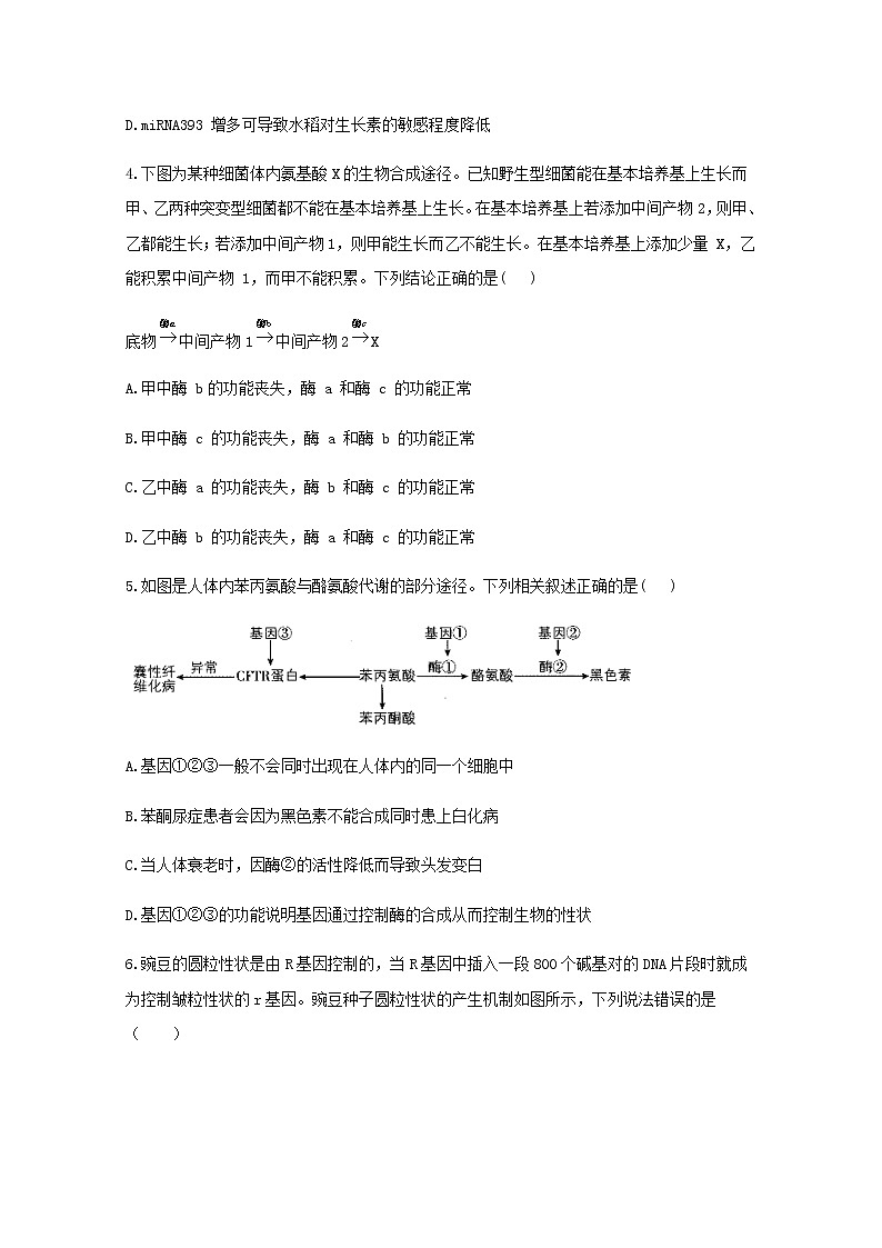 高中生物暑假作業(yè)11基因表達(dá)與性狀的關(guān)系能力提升含解析第2頁(yè)