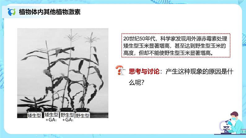 第二节《其他植物激素》课件+教案06