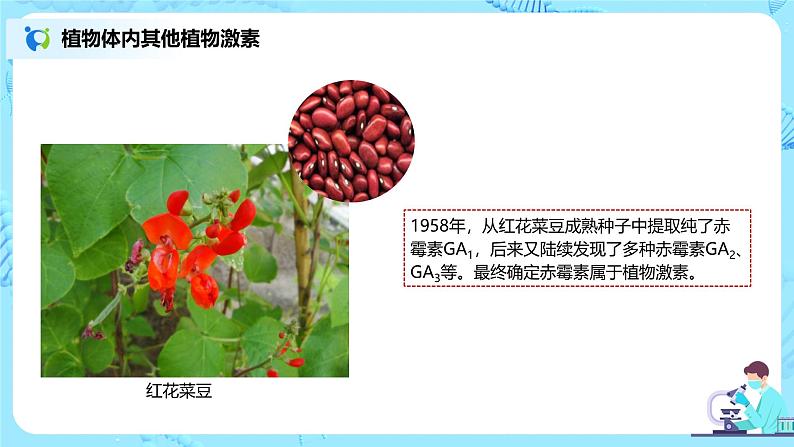 第二节《其他植物激素》课件+教案07