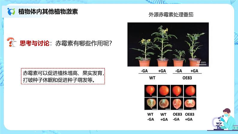 第二节《其他植物激素》课件+教案08