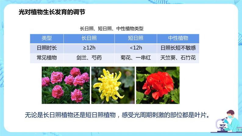 第四节《环境因素参与调节植物的生命活动》课件+教案08