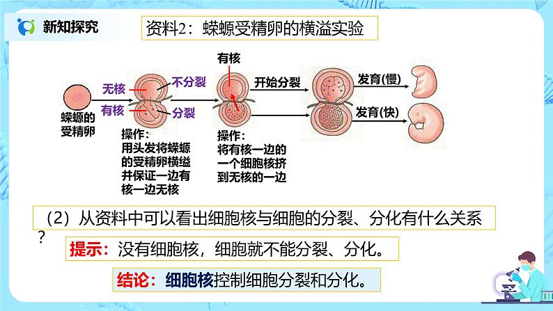 3.3《细胞核的结构和功能》教案+课件+练习07