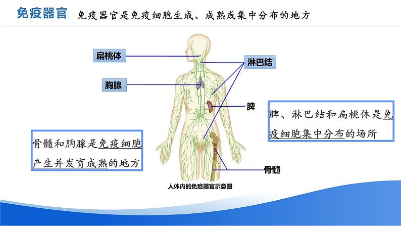 高中生物 免疫系统的组成和功能ppt 课件第5页