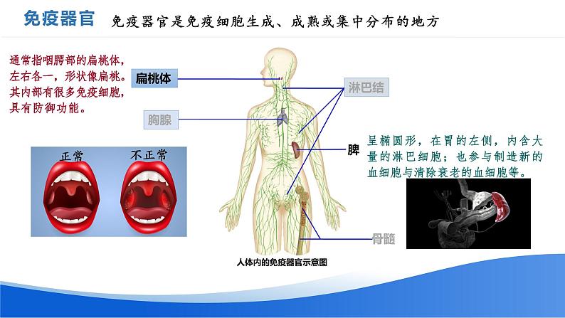 高中生物 免疫系统的组成和功能ppt 课件第6页