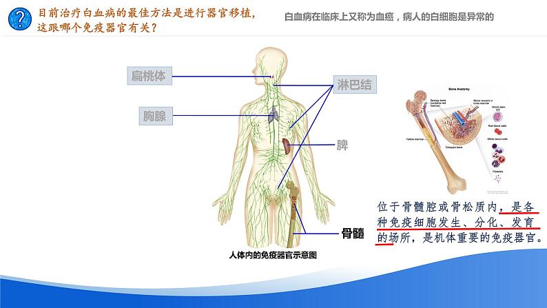 高中生物 免疫系统的组成和功能ppt 课件第8页
