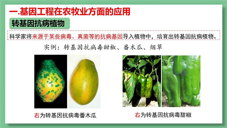 高中生物 基因工程的应用 PPT课件08