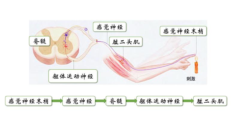 高中生物 神经调节的基本方式 神经调节的基本方式(使用版) 课件第3页