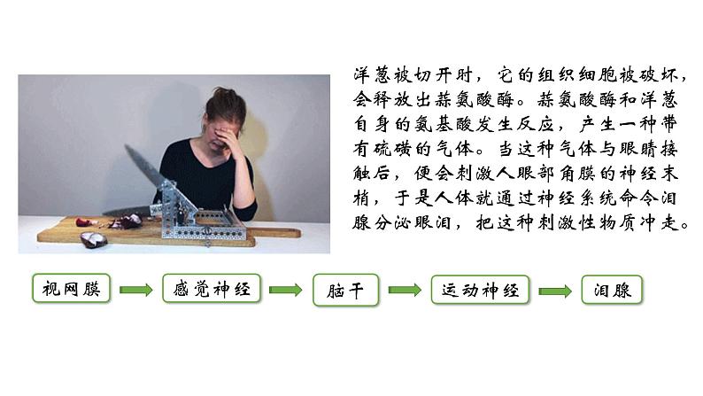高中生物 神经调节的基本方式 神经调节的基本方式(使用版) 课件第5页