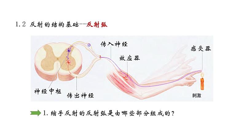 高中生物 神经调节的基本方式 神经调节的基本方式(使用版) 课件第8页