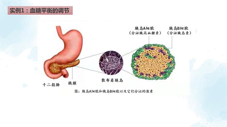 高中生物 激素调节的过程 课件第4页