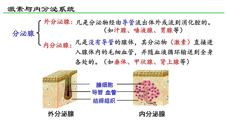 高中生物 激素与内分泌系统(第1课时) 课件第5页