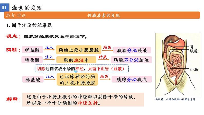 高中生物 激素与内分泌系统(第1课时) 课件第7页