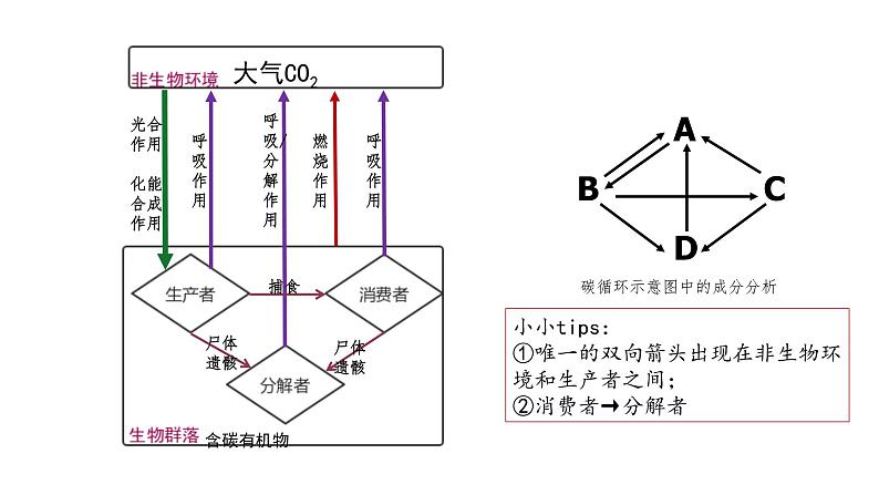 高中生物 选择性必修二 生态系统的物质循环 课件第5页