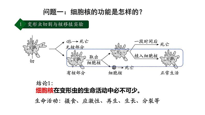 高中生物 细胞核的结构和功能 课件第5页