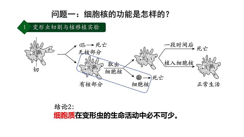 高中生物 细胞核的结构和功能 课件第6页
