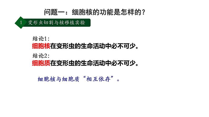 高中生物 细胞核的结构和功能 课件第7页