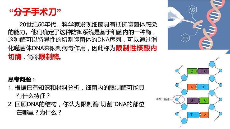 高中生物 重組DNA技術(shù)的基本工具 課件第7頁