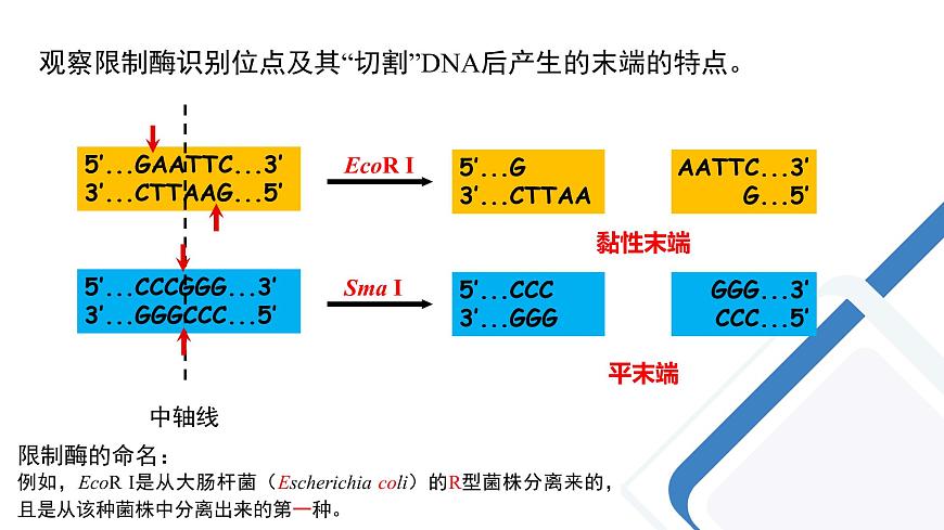 高中生物 重組DNA技術(shù)的基本工具 課件第8頁