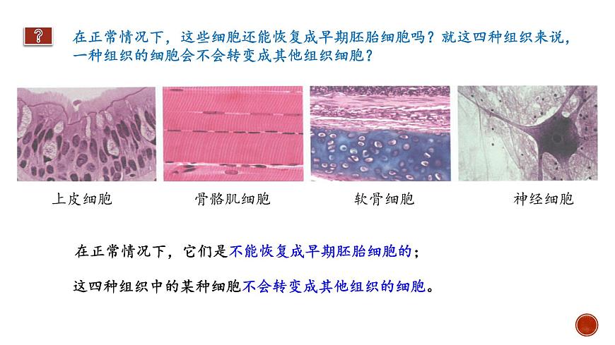 高中生物 細(xì)胞的分化 課件第6頁