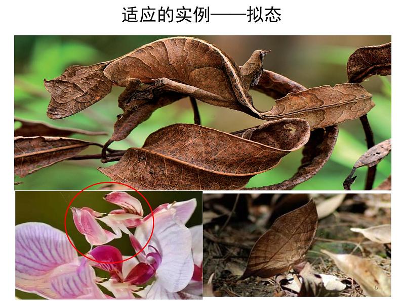 高中生物 人教版 必修二 自然选择与适应的形成 课件第6页