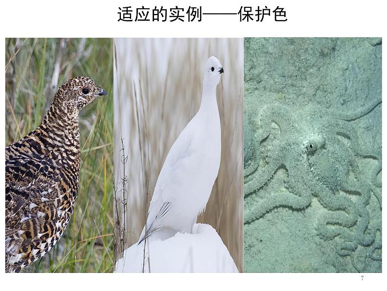 高中生物 人教版 必修二 自然选择与适应的形成 课件第7页