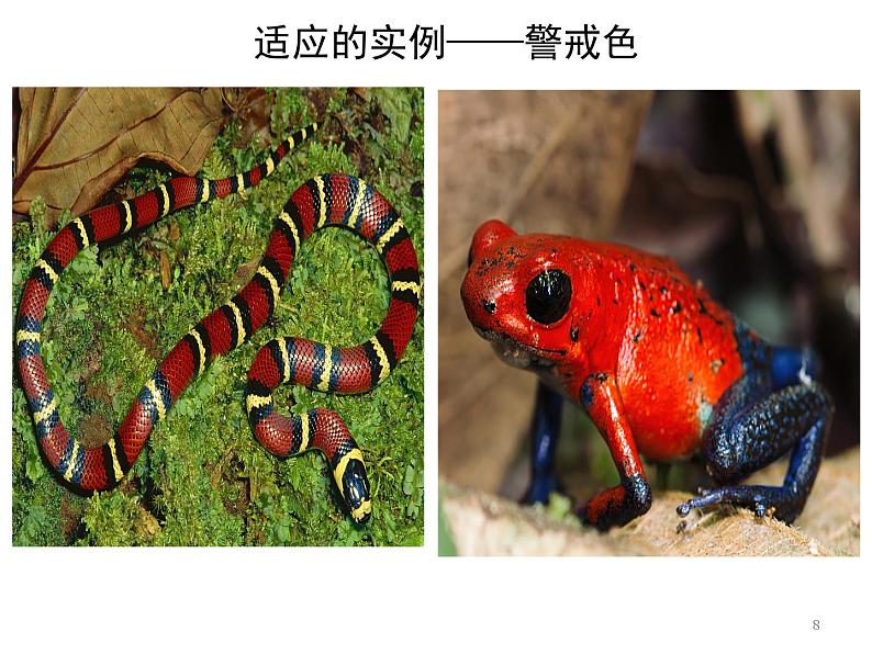 高中生物 人教版 必修二 自然选择与适应的形成 课件第8页