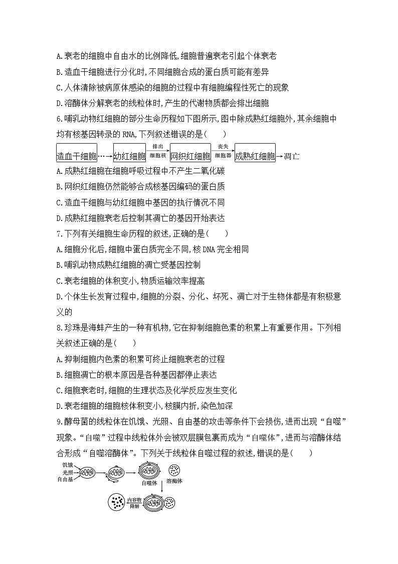 6.3《细胞的衰老和死亡》课件+教案+练习02