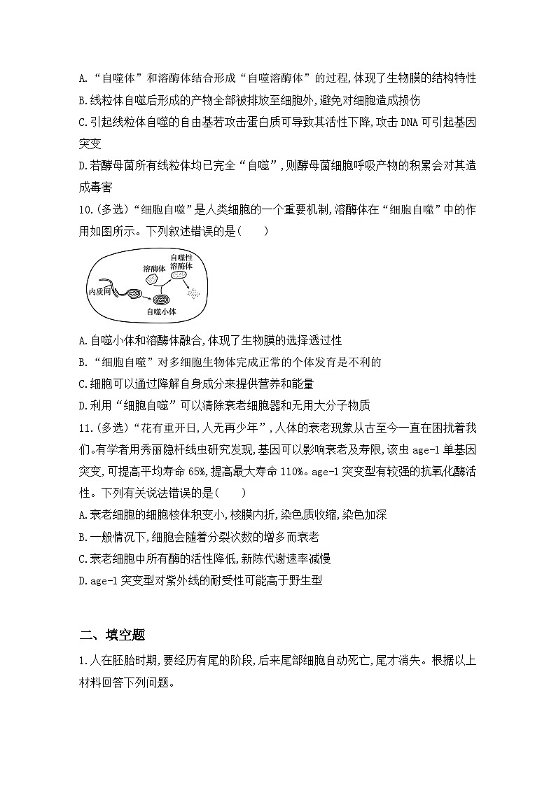 6.3《细胞的衰老和死亡》课件+教案+练习03