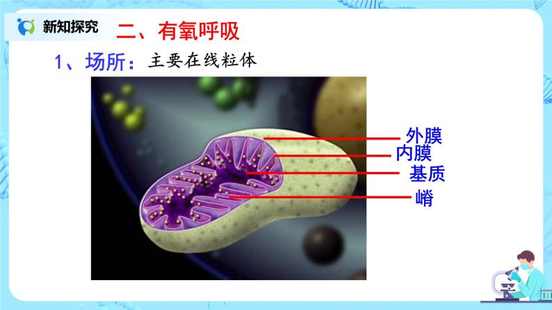 5.3《细胞呼吸的原理和应用》 教案练习课件08