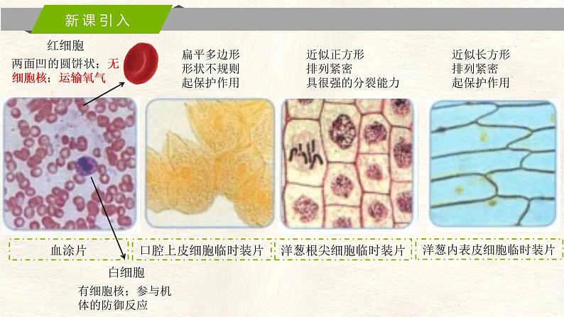 1.2 细胞的多样性和统一性第2页